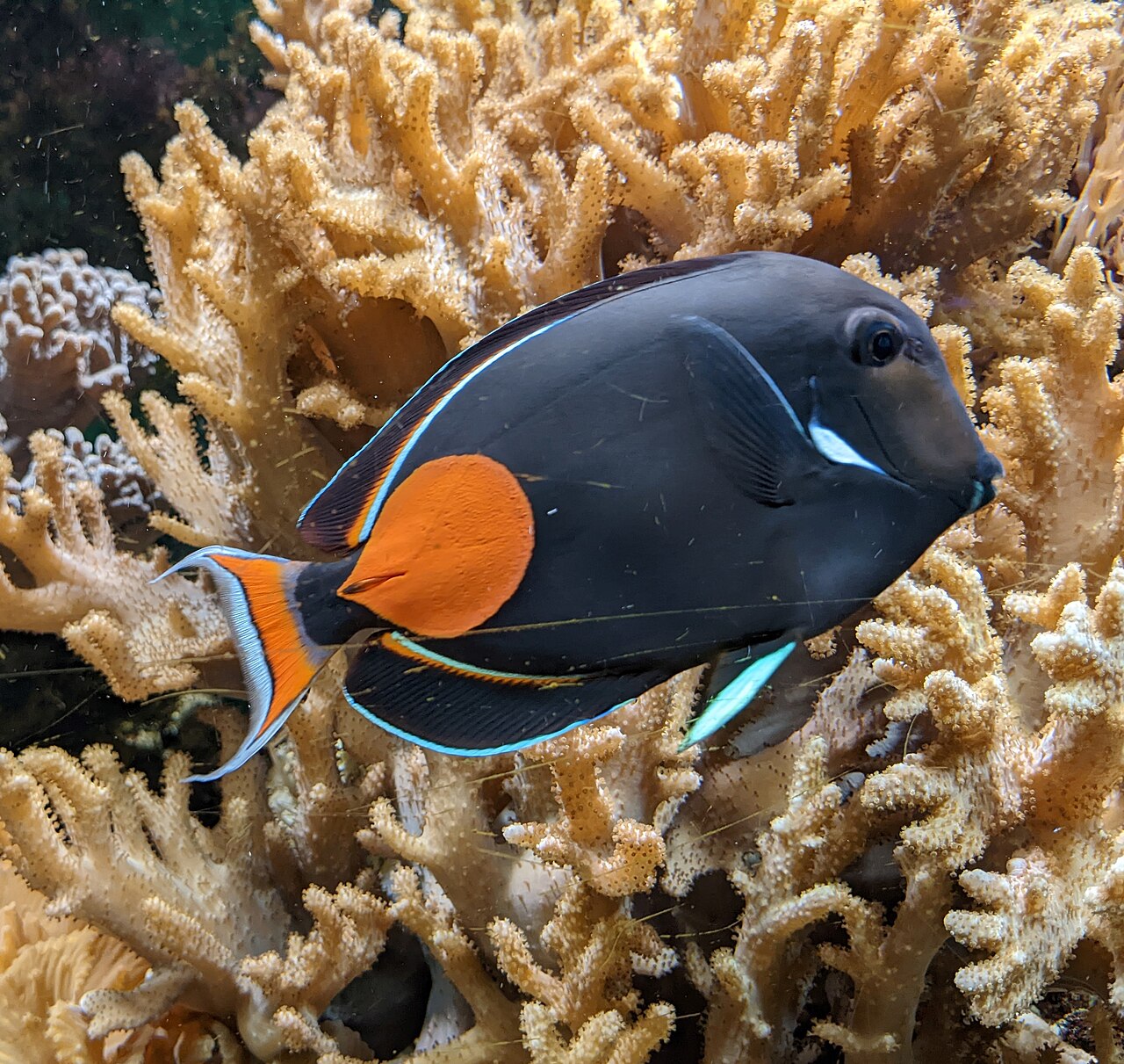 Achilles Tang