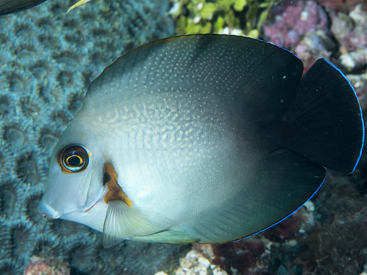 Mimic Surgeonfish Juv