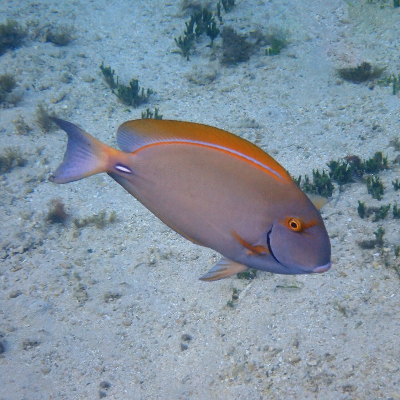 Eyestripe/Pencil Surgeonfish