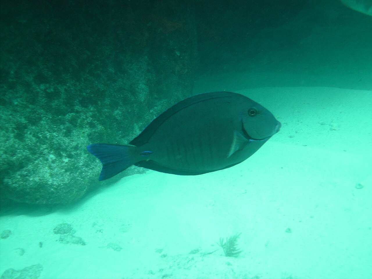 Barberocean surgeonfish