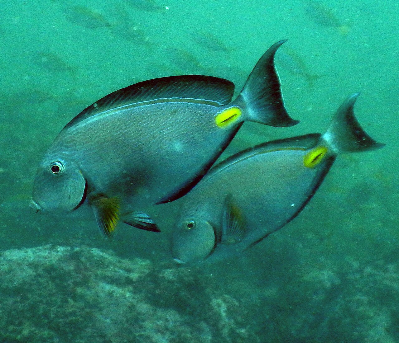Monrovia Surgeonfish