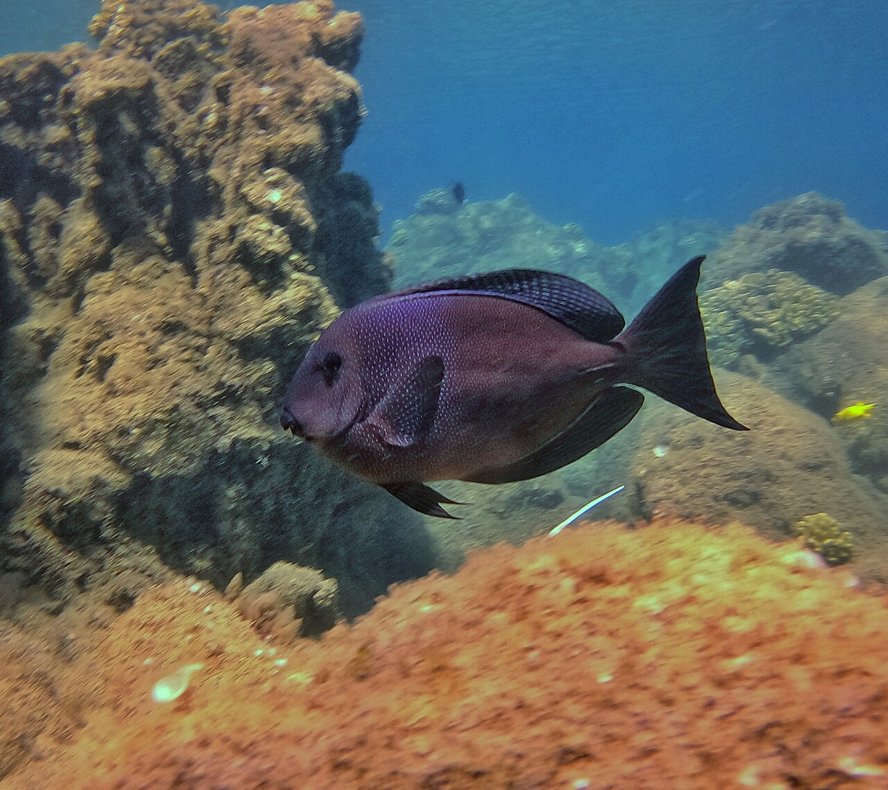 Striped-fin surgeonfish/Blue-spotted surgeonfish