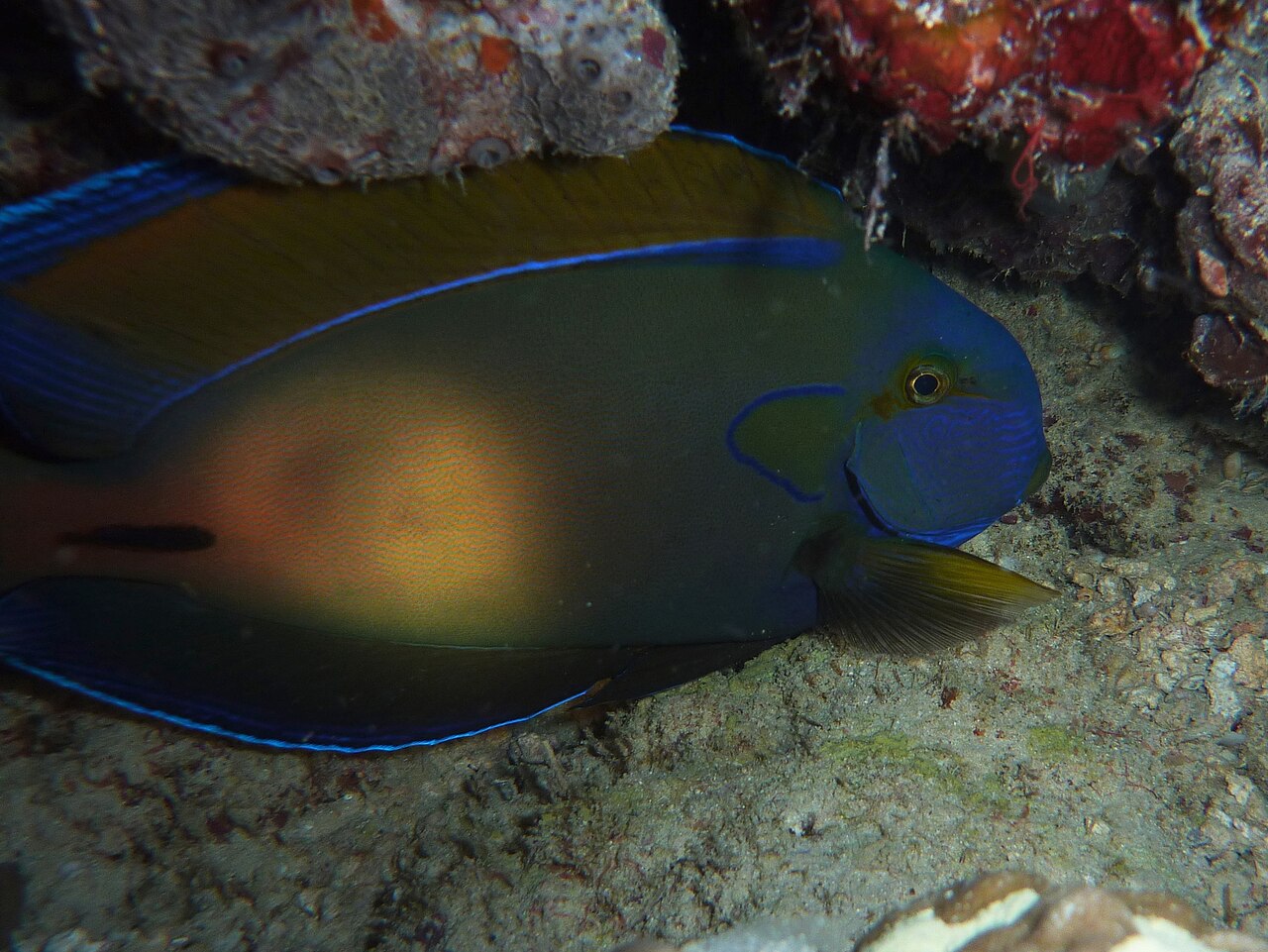 Fowler's surgeronfish/Tang