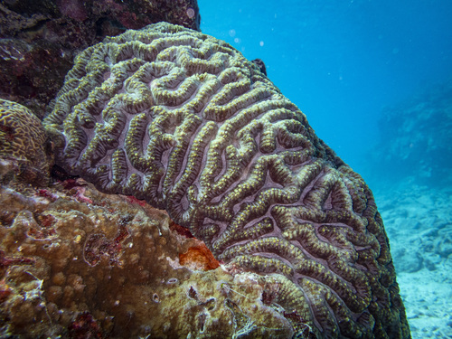 Red Branching Brain Coral