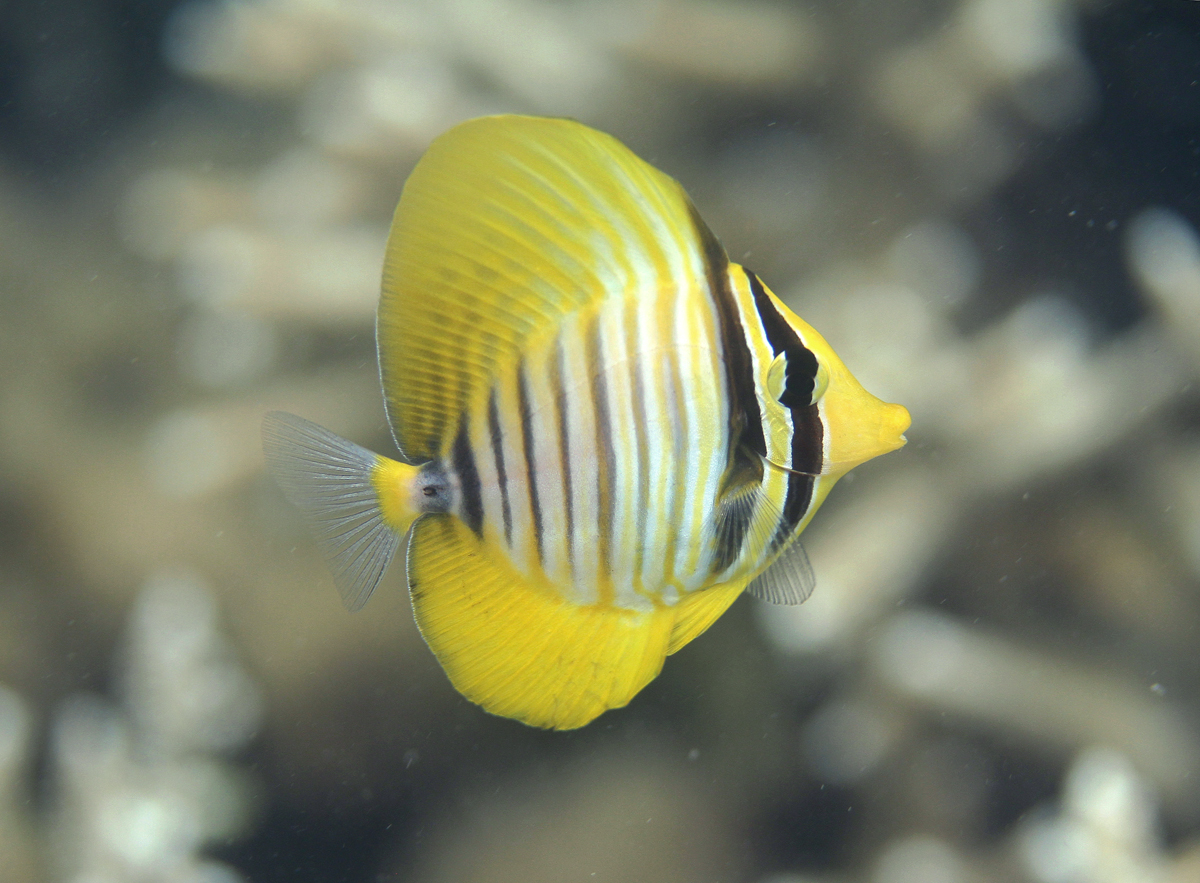 Indian sail-fin surgeonfish/Red Sea sailfin tang