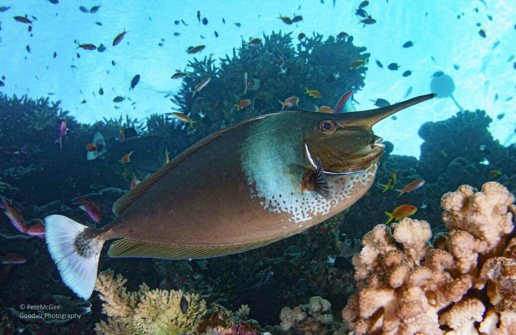 Spotted unicornfish/short-nosed unicornfish