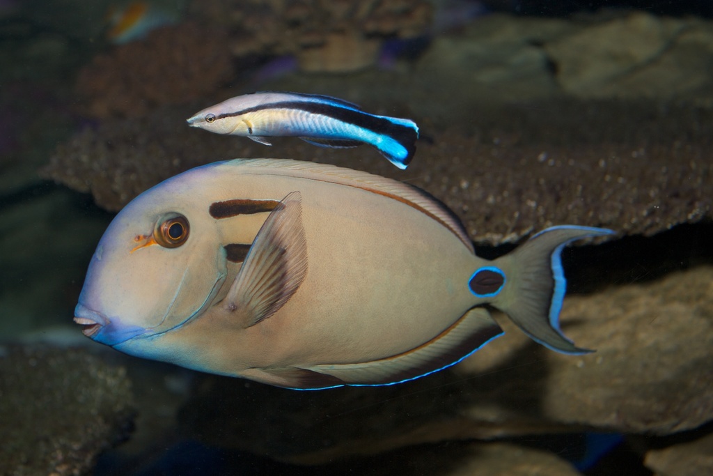 doubleband surgeonfish or lieutenant tang