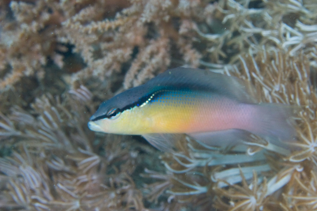 Southeast Asian blackstripe dottyback/Brown-Banded Dottyback