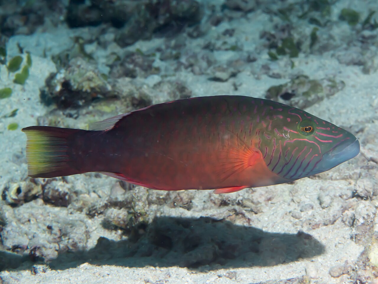 lined wrasse