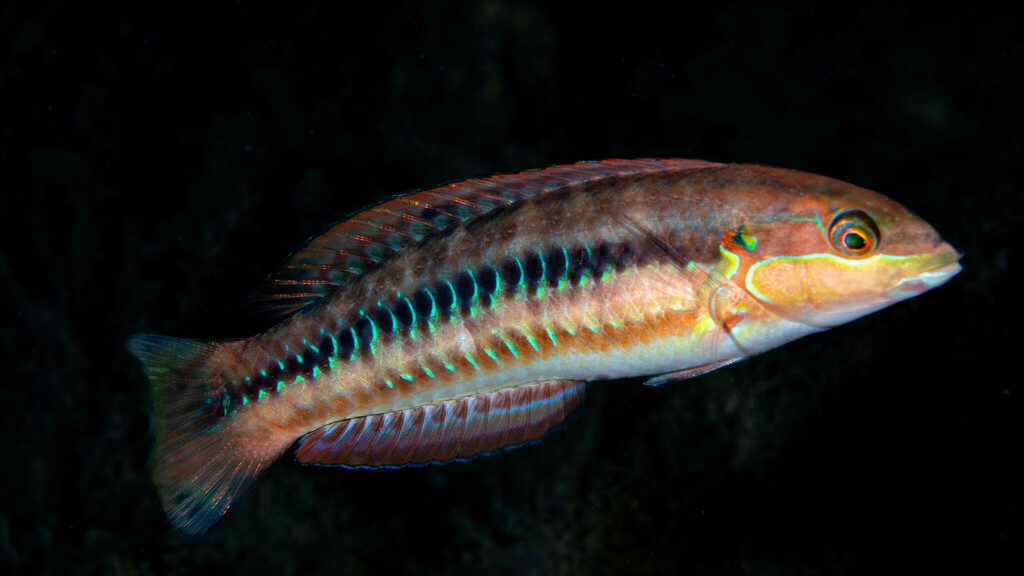 Photo of nebulous wrasse