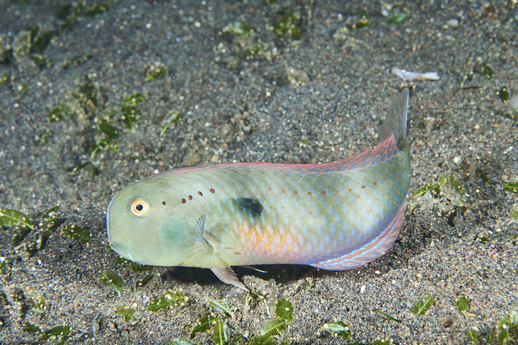 Photo of Five Finger Wrasse