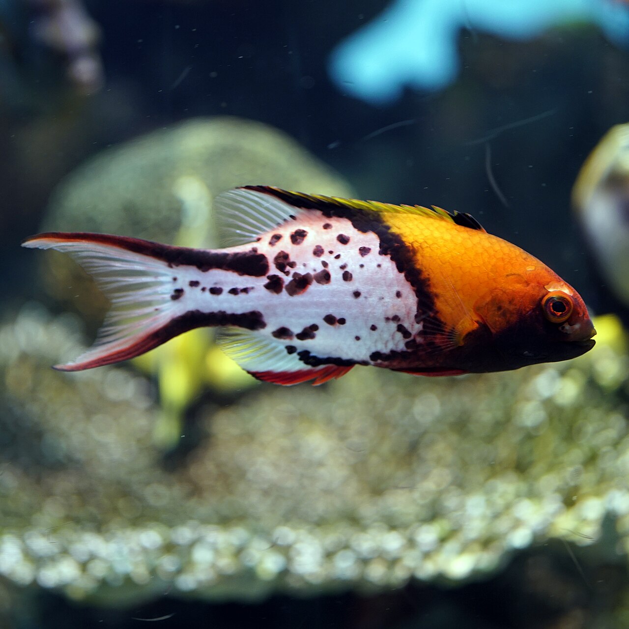 Lyretail Hogfish S/M