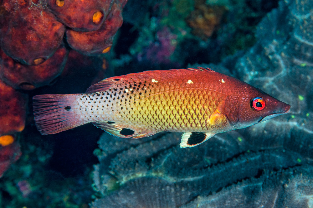 Red Diana Hogfish Juv