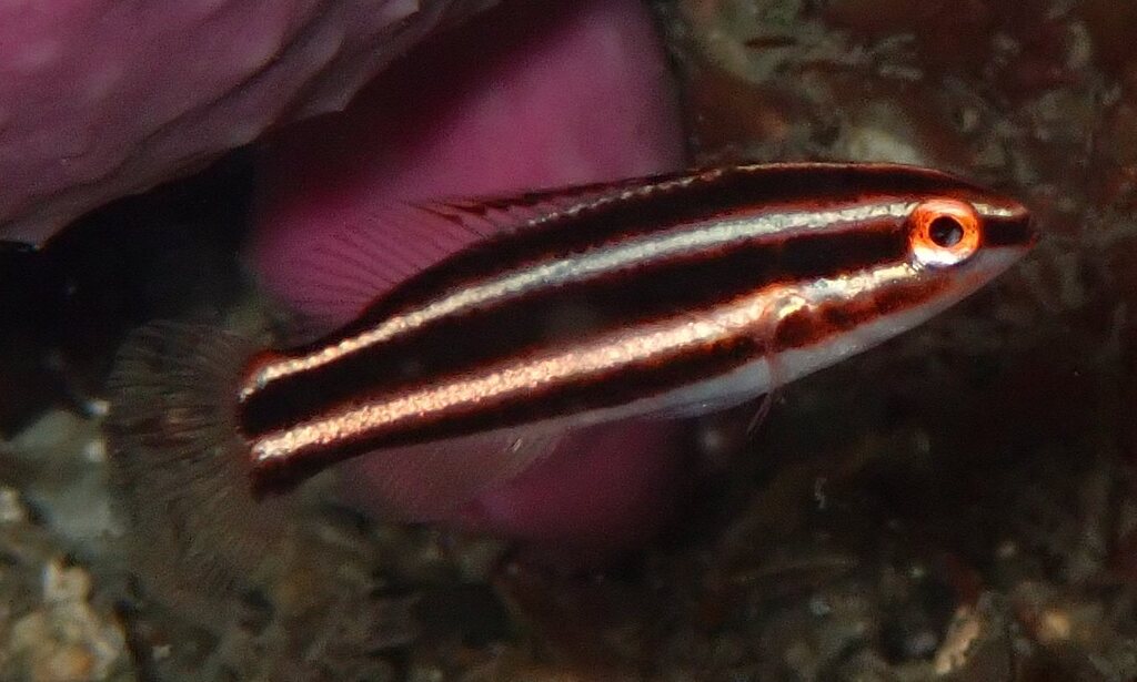 Striped Pigfish