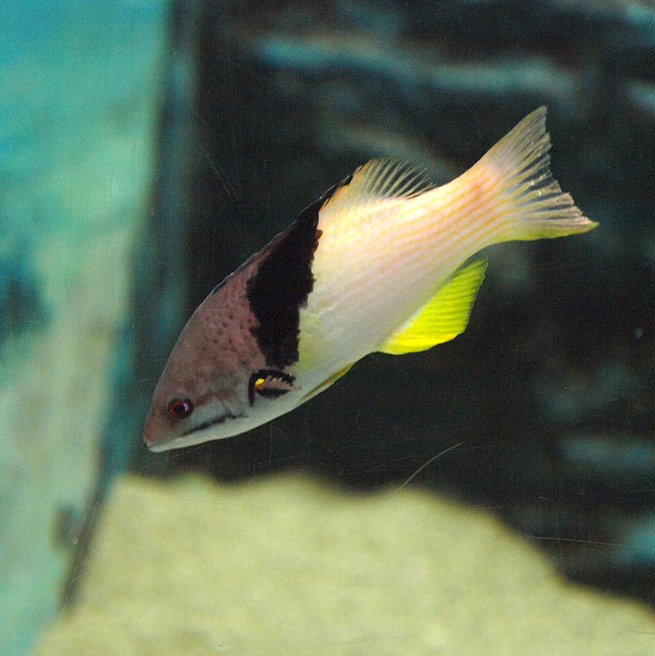 split-level hogfish Juv