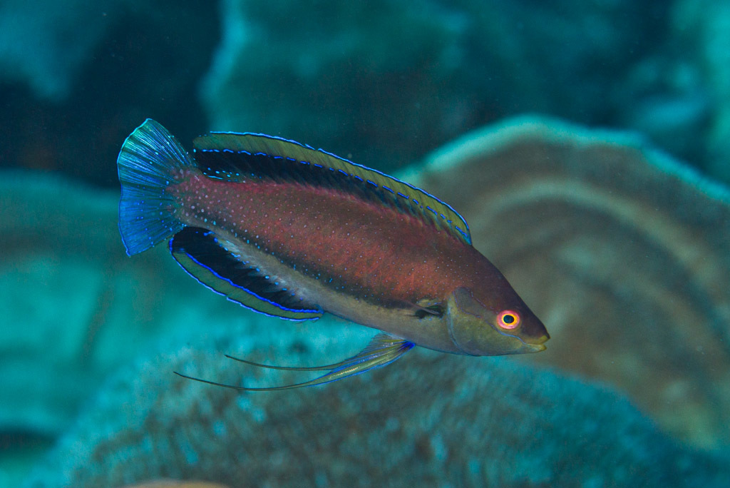Bluehead Fairy Wrasse