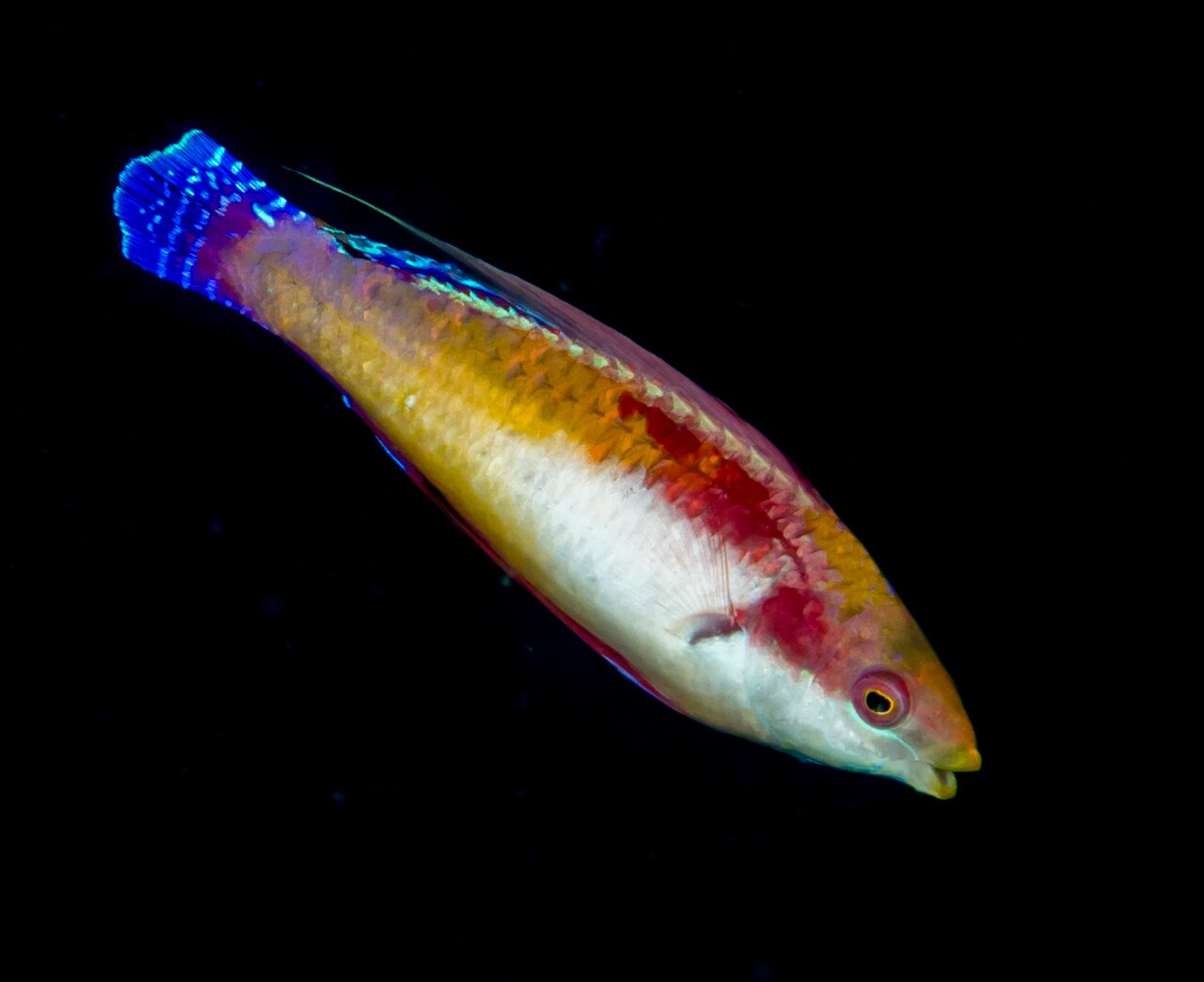 Tono's Fairy Wrasse