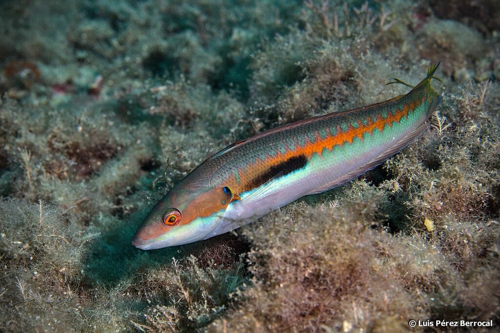 African coris/Clown Wrasse Juv