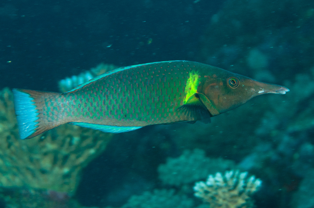 bird wrasse