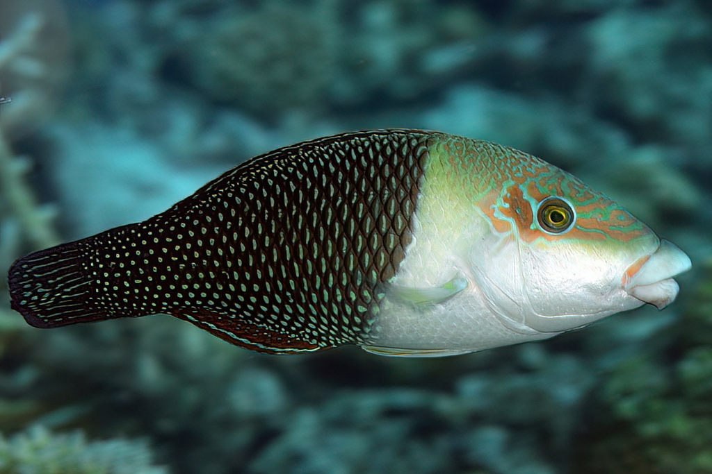 Barred Thicklip