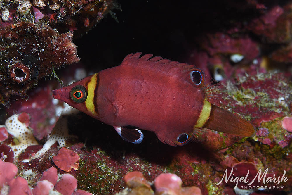 Photo of Yellow Banded Possum Wrasse/Sharpnose wrasse/Arrowhead Wrasse