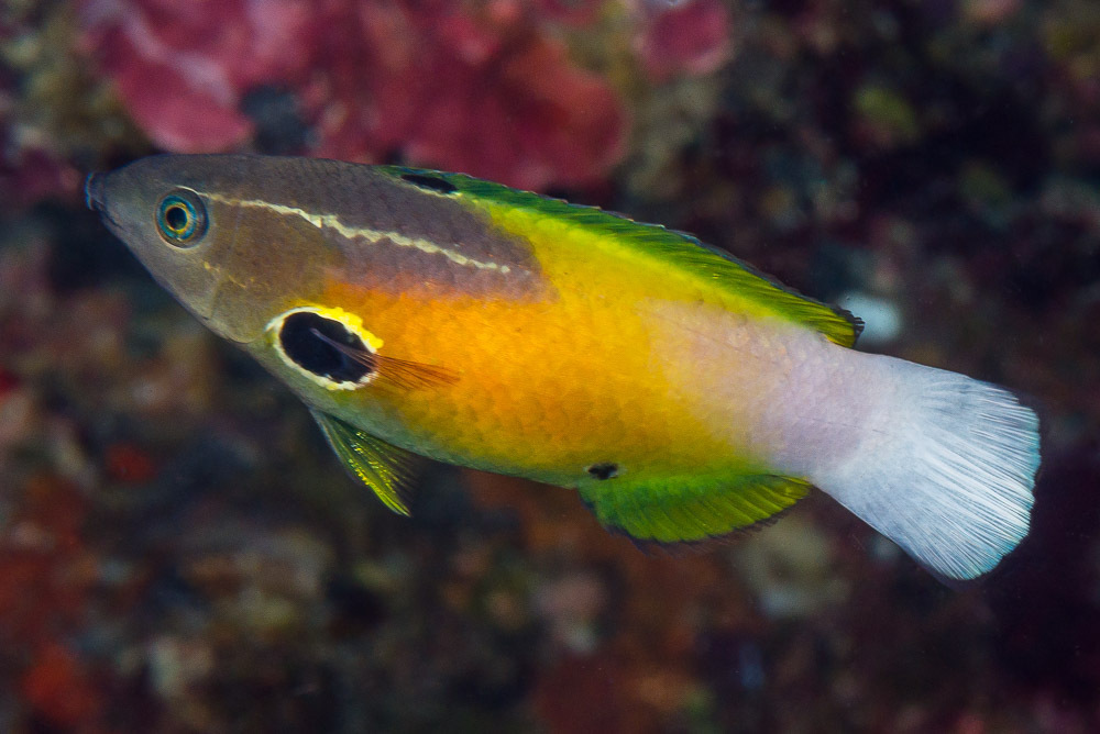 Allen's Tubelip Wrasses