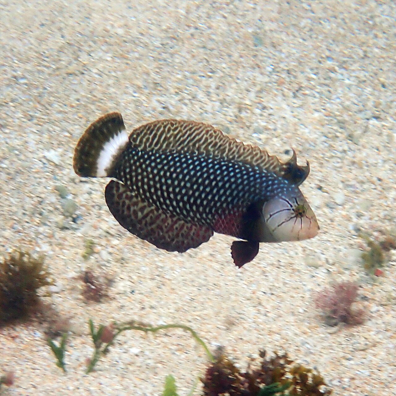 Rockmover/Dragon Wrasse