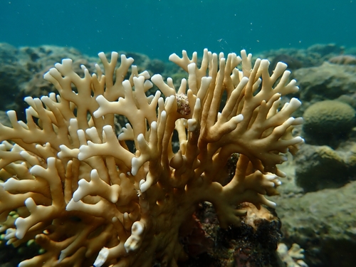 Fire Coral