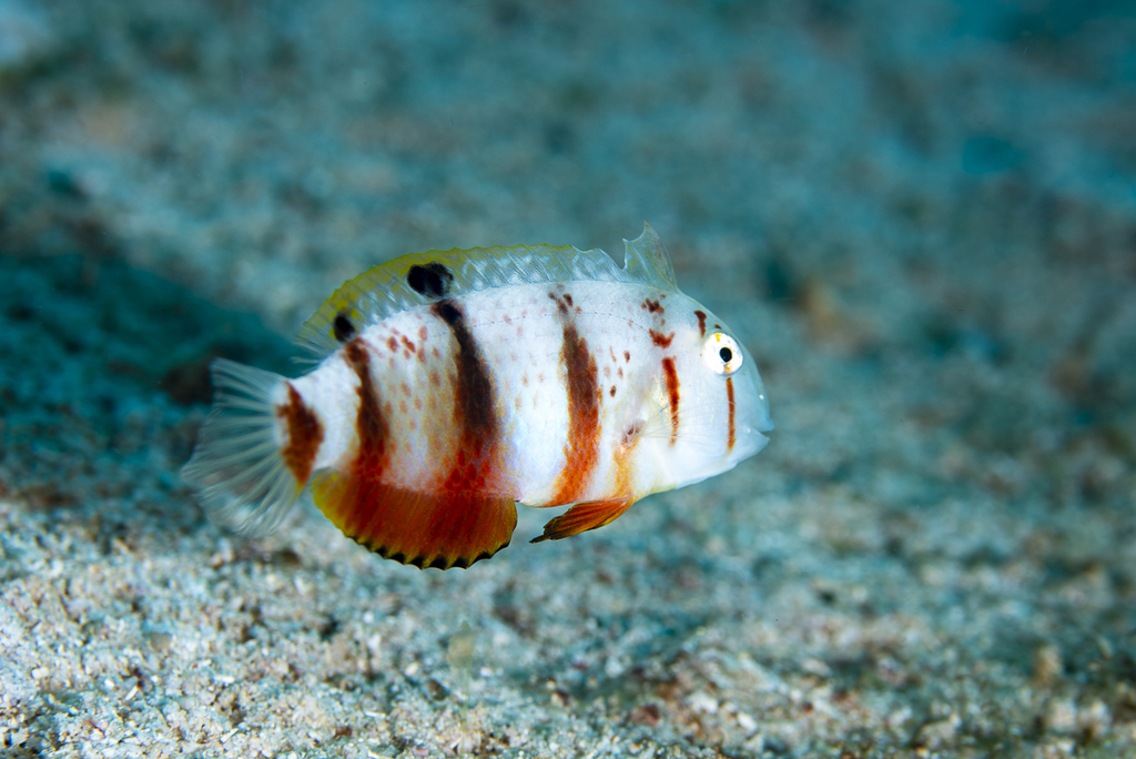 Blackspot razorfish