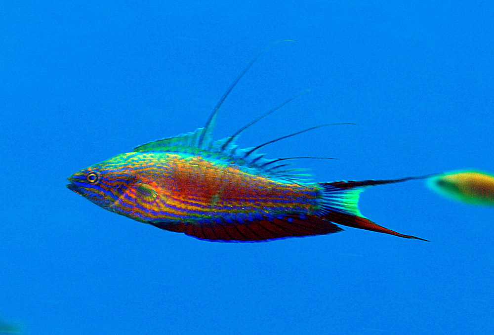 Bell's Flasher Wrasse