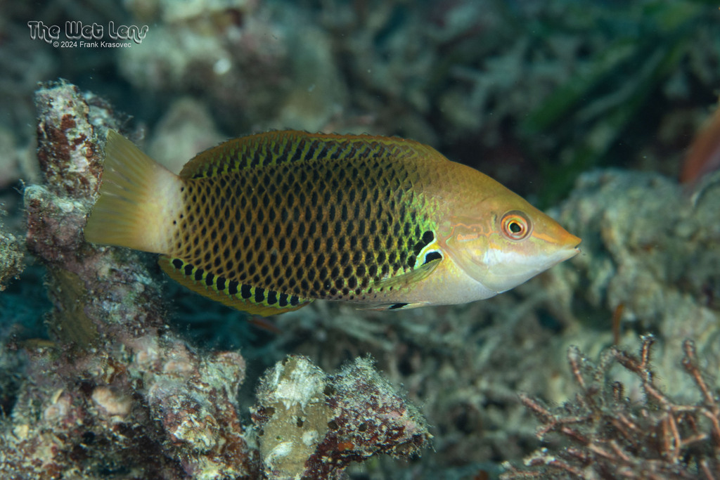 Photo of Axil Spot Wrasse