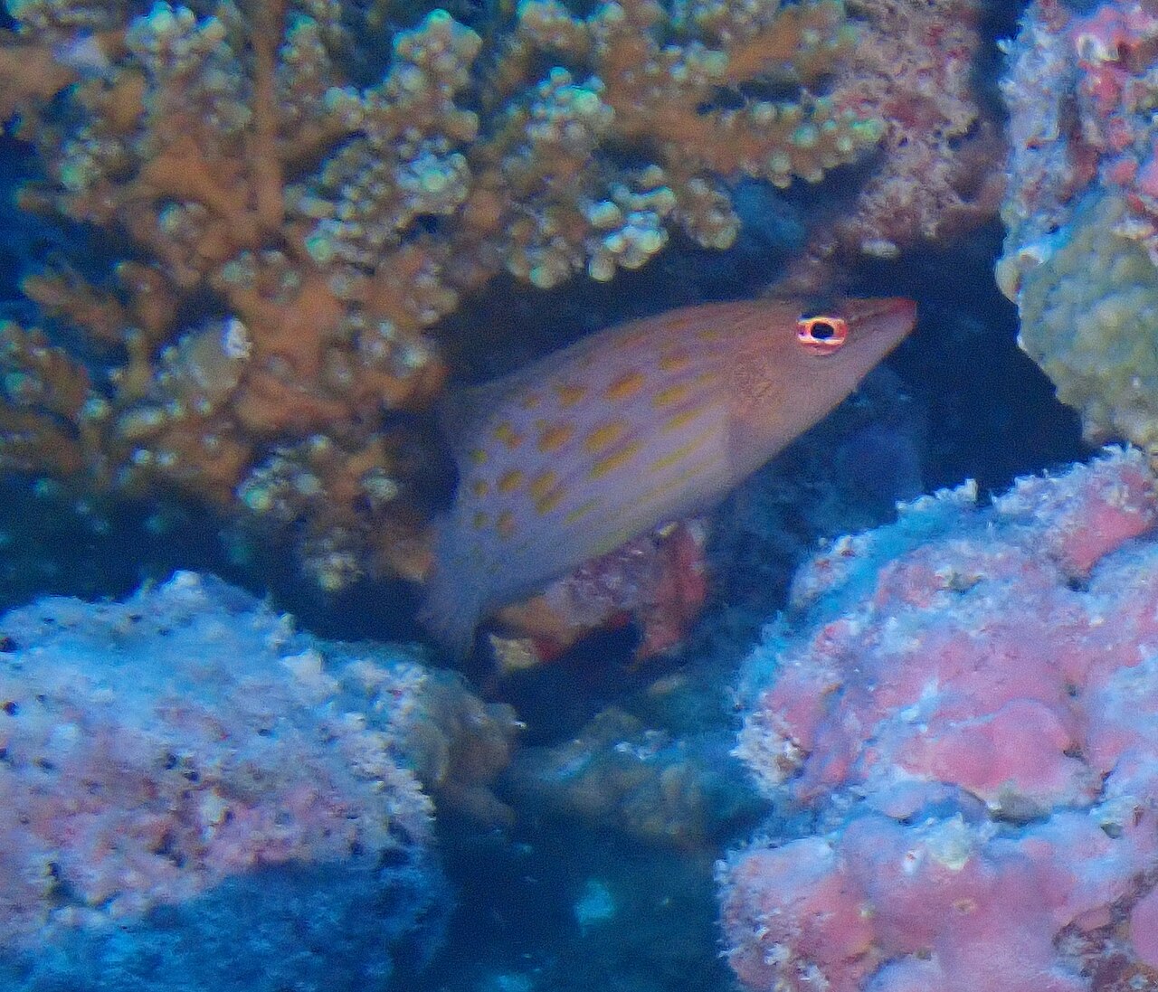 Eightilne Wrasse
