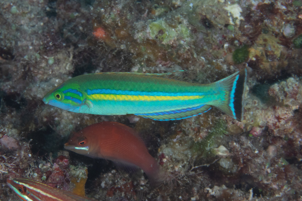 Wild Wrasses