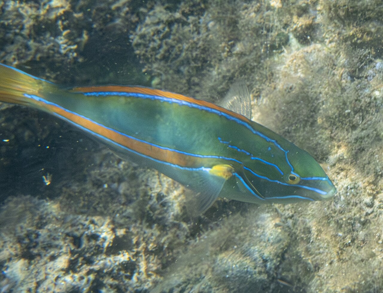 Photo of Belted Wrasse