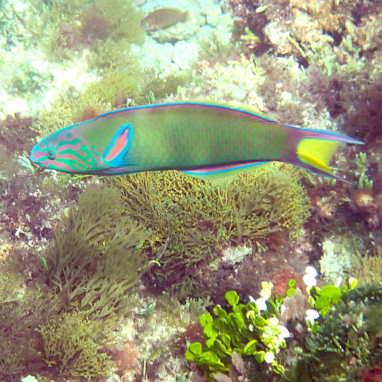 Moon Wrasse