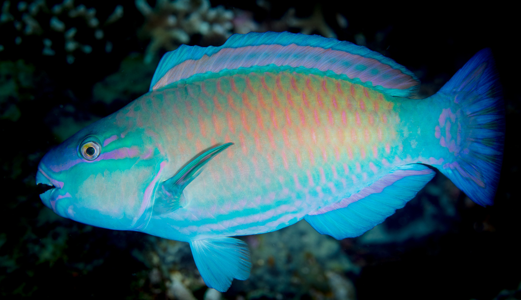 Blue Moon Parrotfish