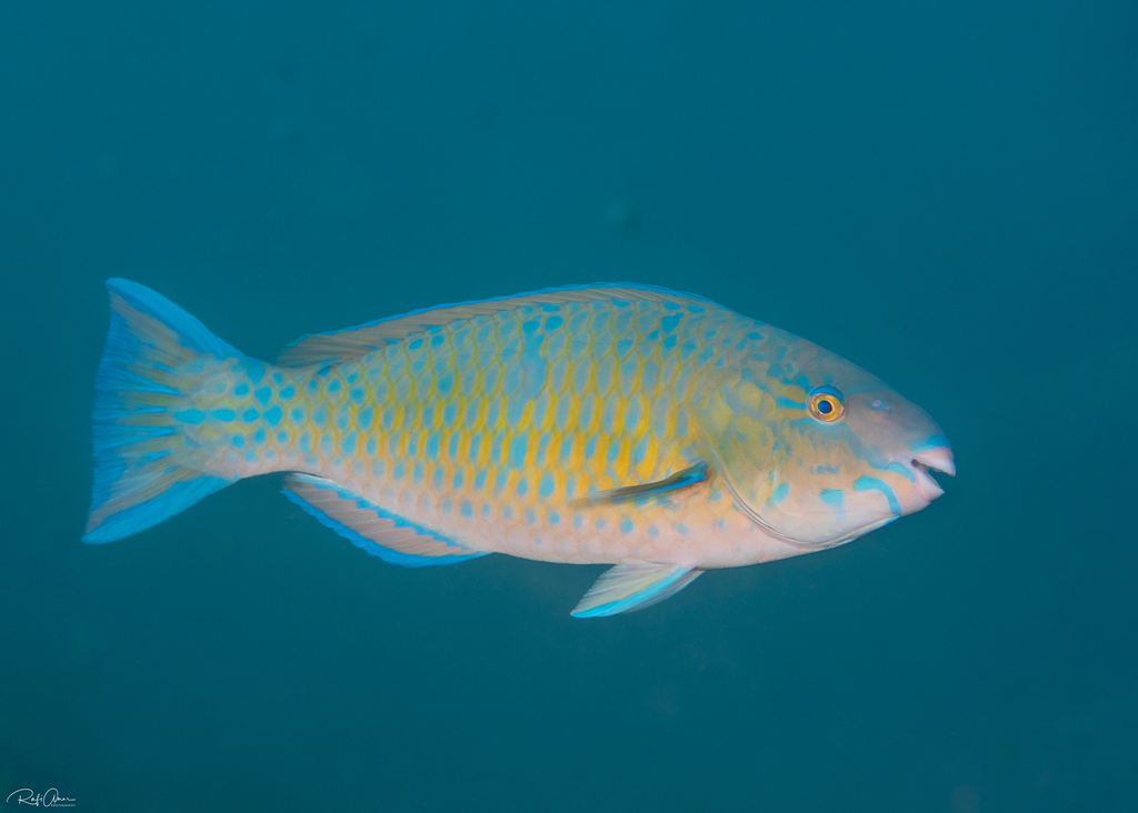 Photo of Drak tail/Black Tail Parrotfish