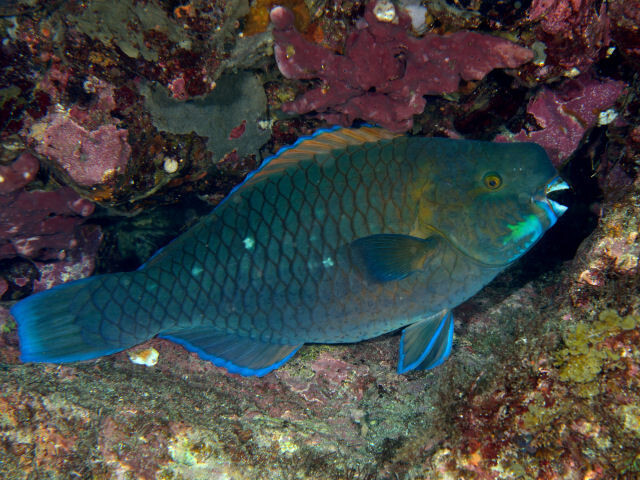 Photo of knobsnout parrotfish