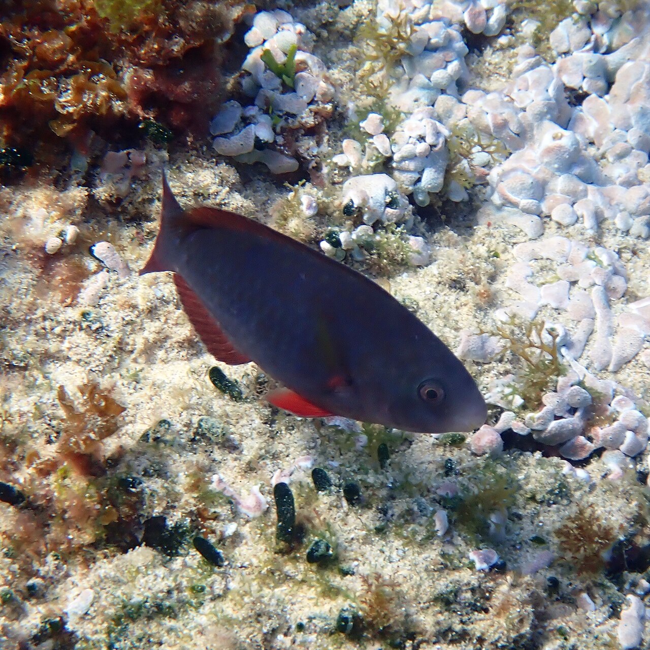 Common parrotfish