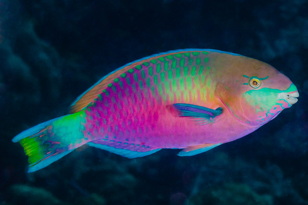 Photo of Quoy's Green Blotched Parrotfish