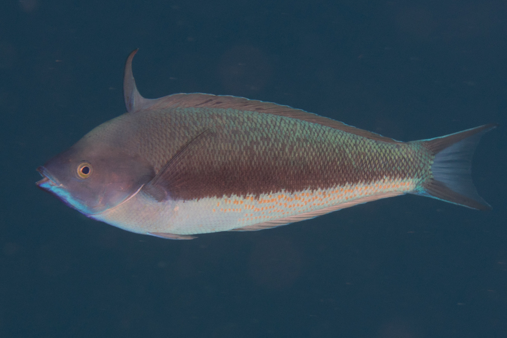 Redspot wrasse