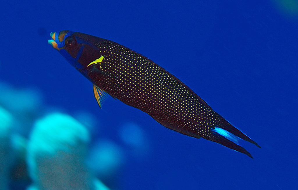 Yellowback tubelip