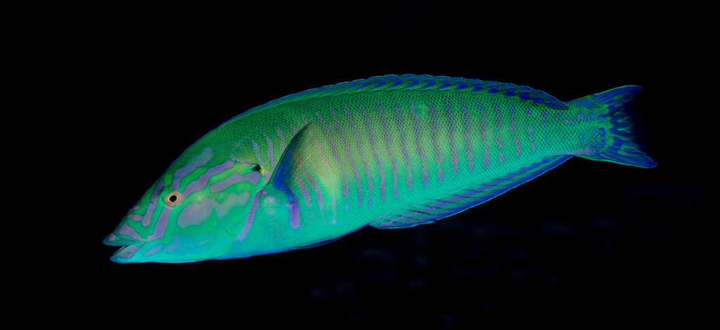Redback longface wrasse