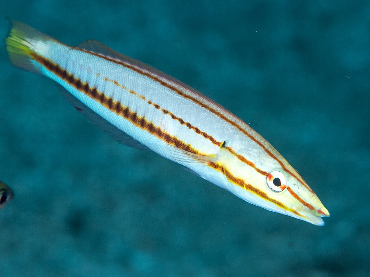 Pastel Slender Wrasse Juv