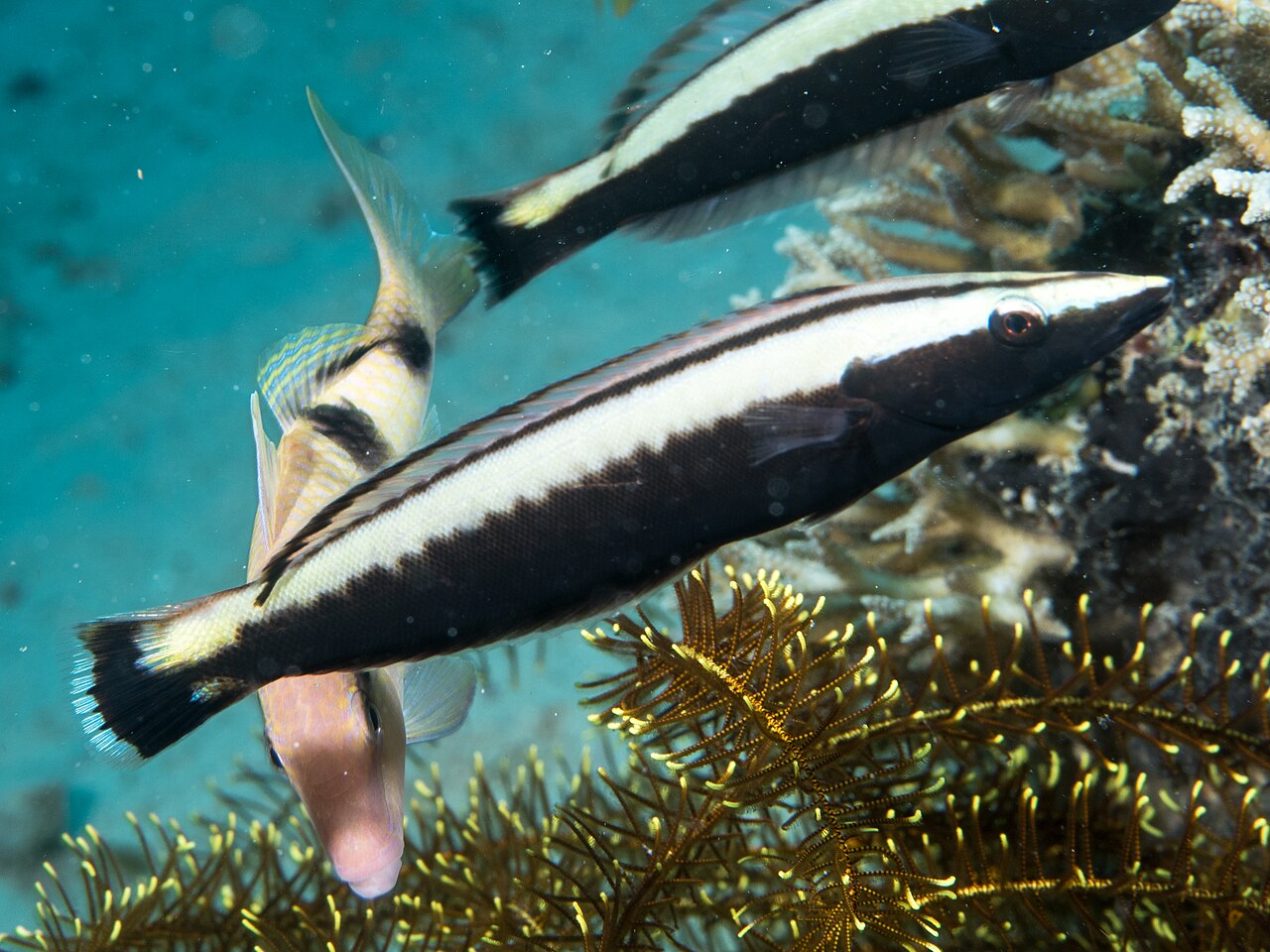 Ring Wrasse