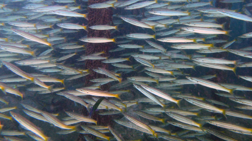 Photo of Yellowtail Barracuda