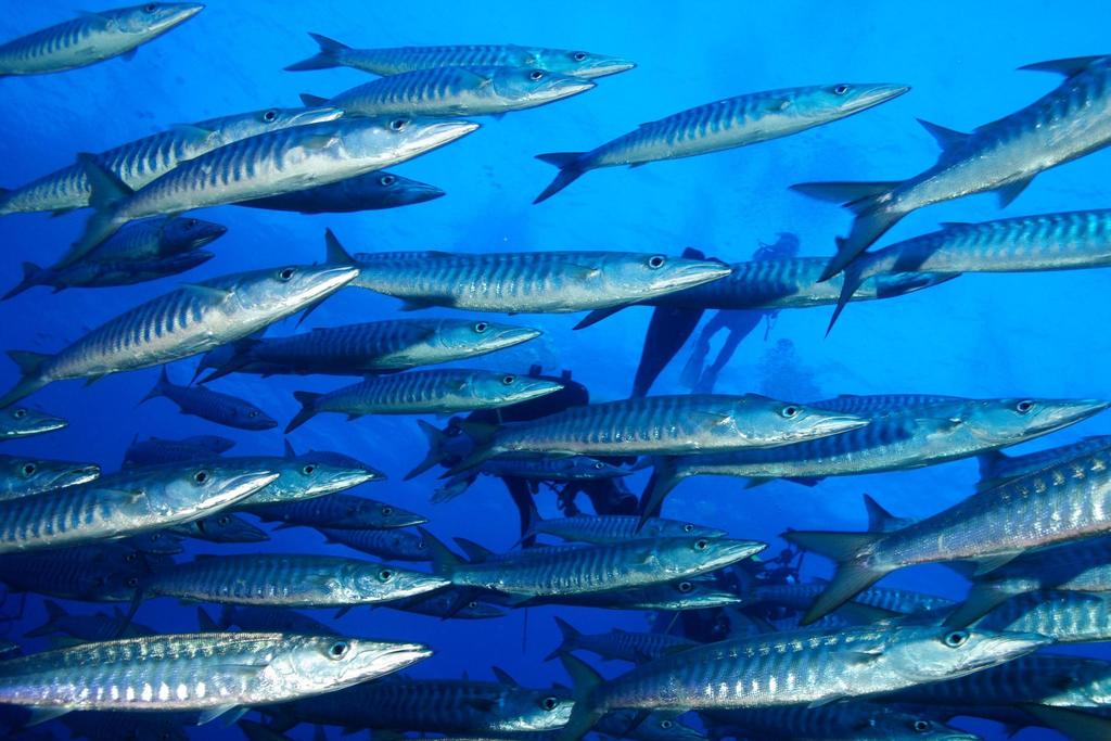 sawtooth/Great barracuda
