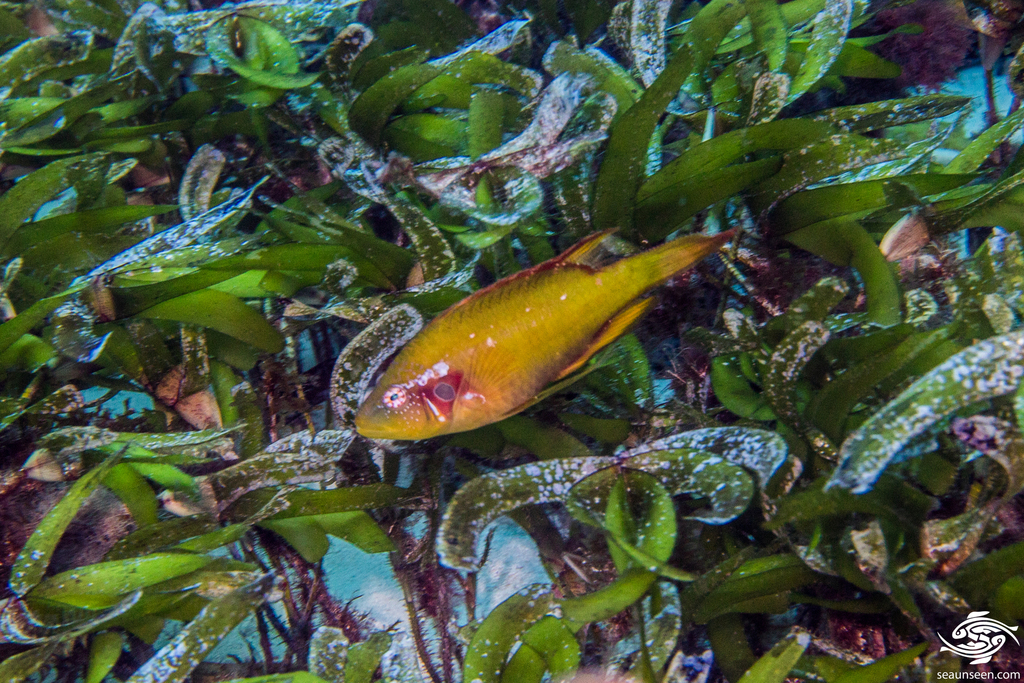 sideburn wrasse