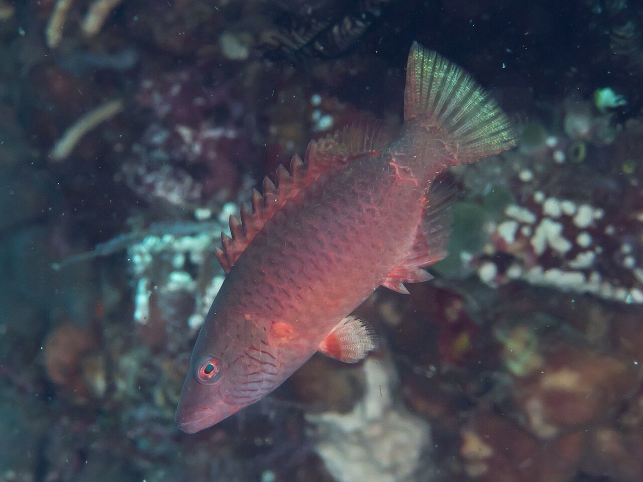 Cheeklined Wrasse