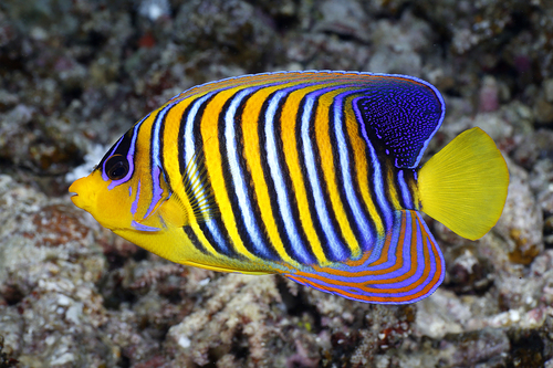 Yellow Regal Angel (Indopacific)
